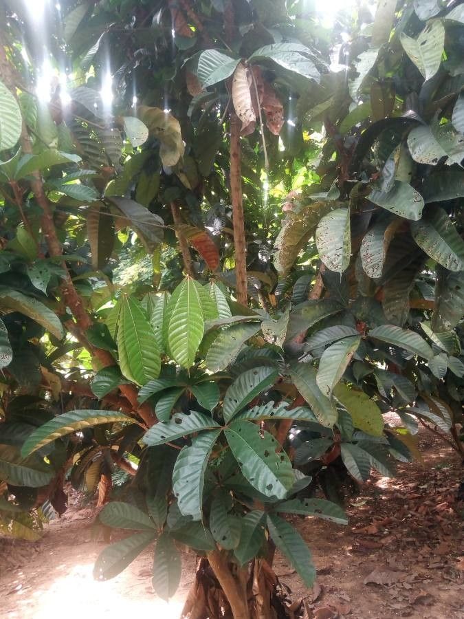 Cola lepidota — houseplant care guide