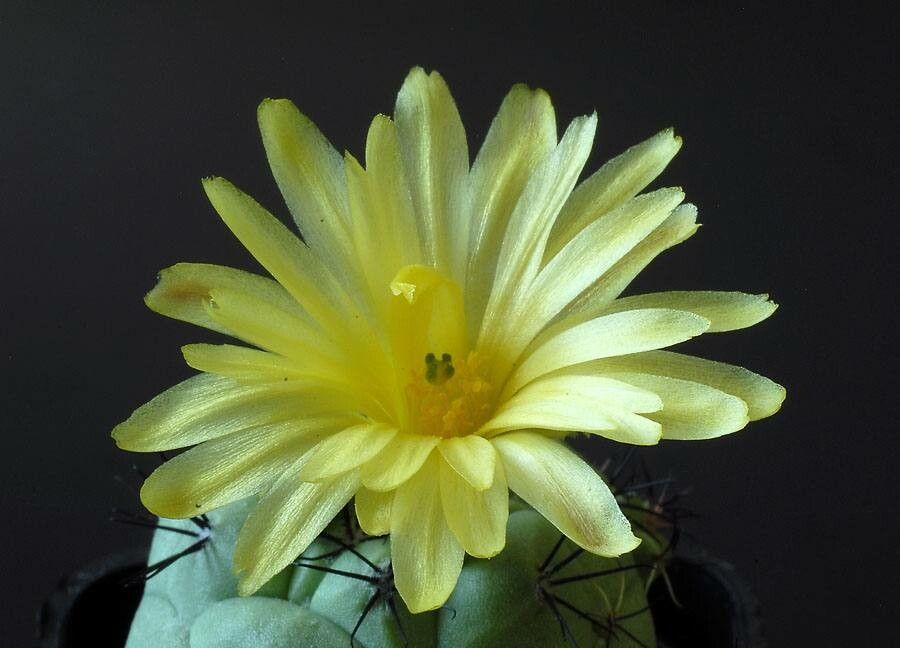 Cochemiea macdougallii flower