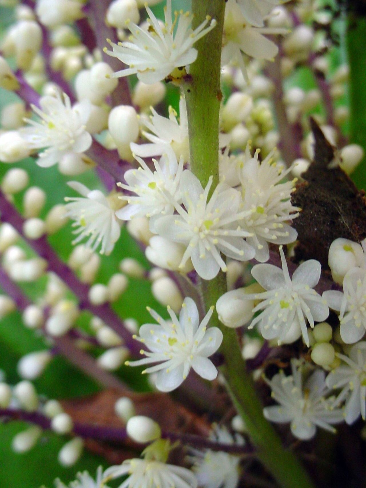 Symplocos neocaledonica flower