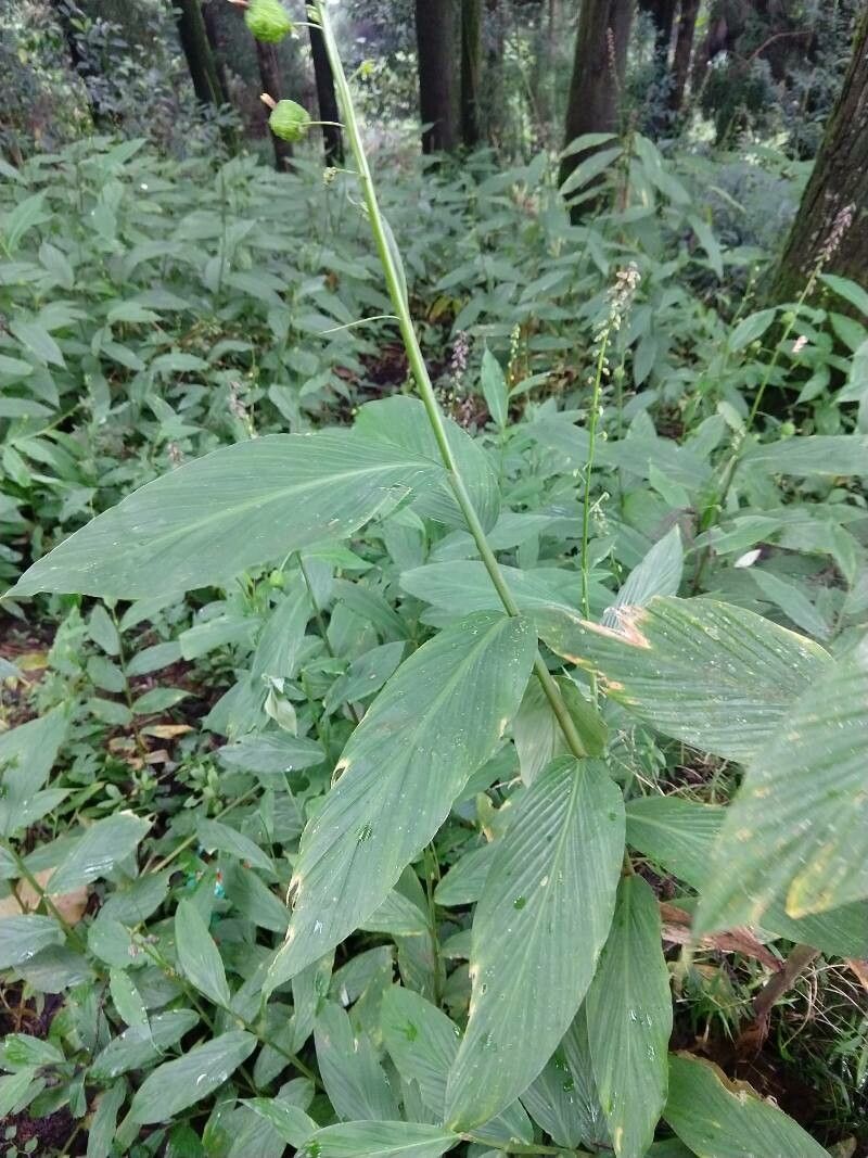 Globba racemosa — related species from the same genus