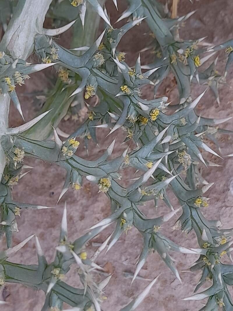 Cornulaca aucheri flower