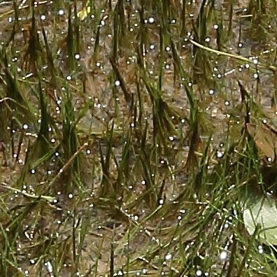 Pilularia globulifera — houseplant care guide