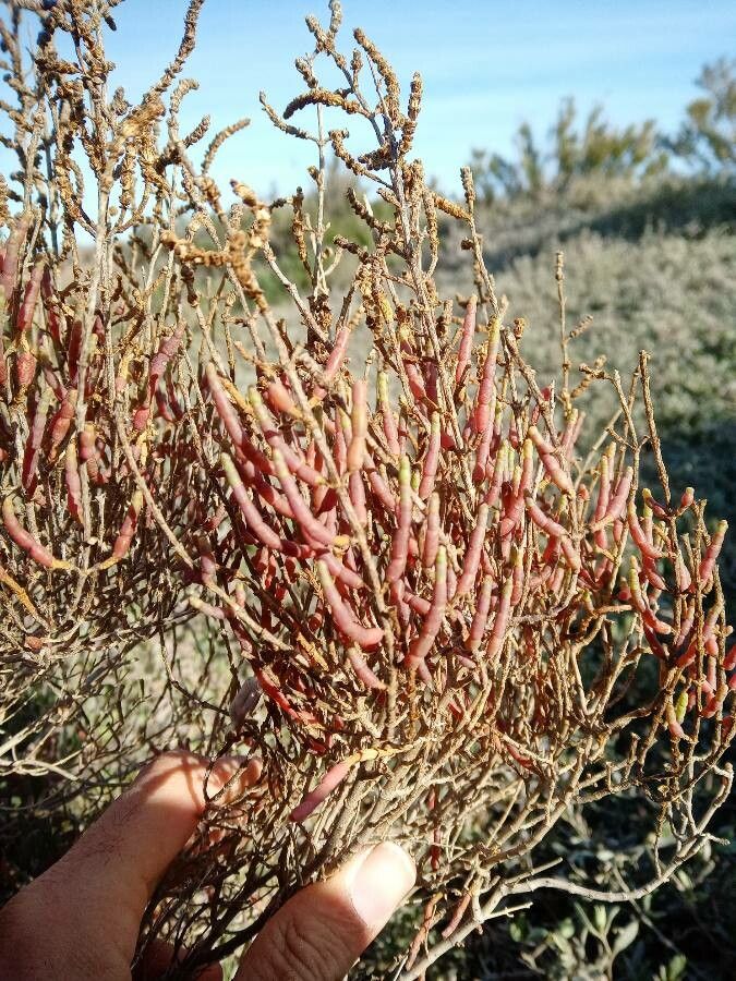 Sarcocornia fruticosa fruit