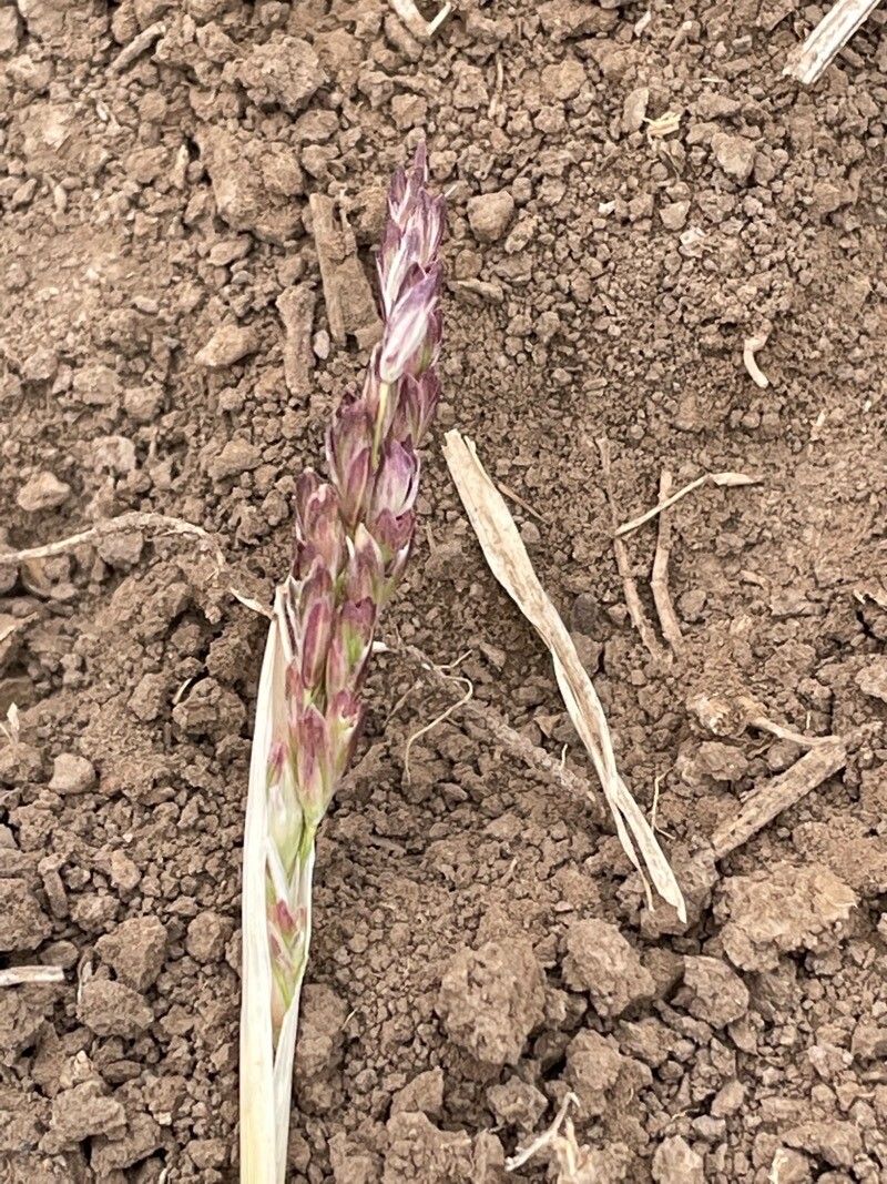 Chloris nutans flower
