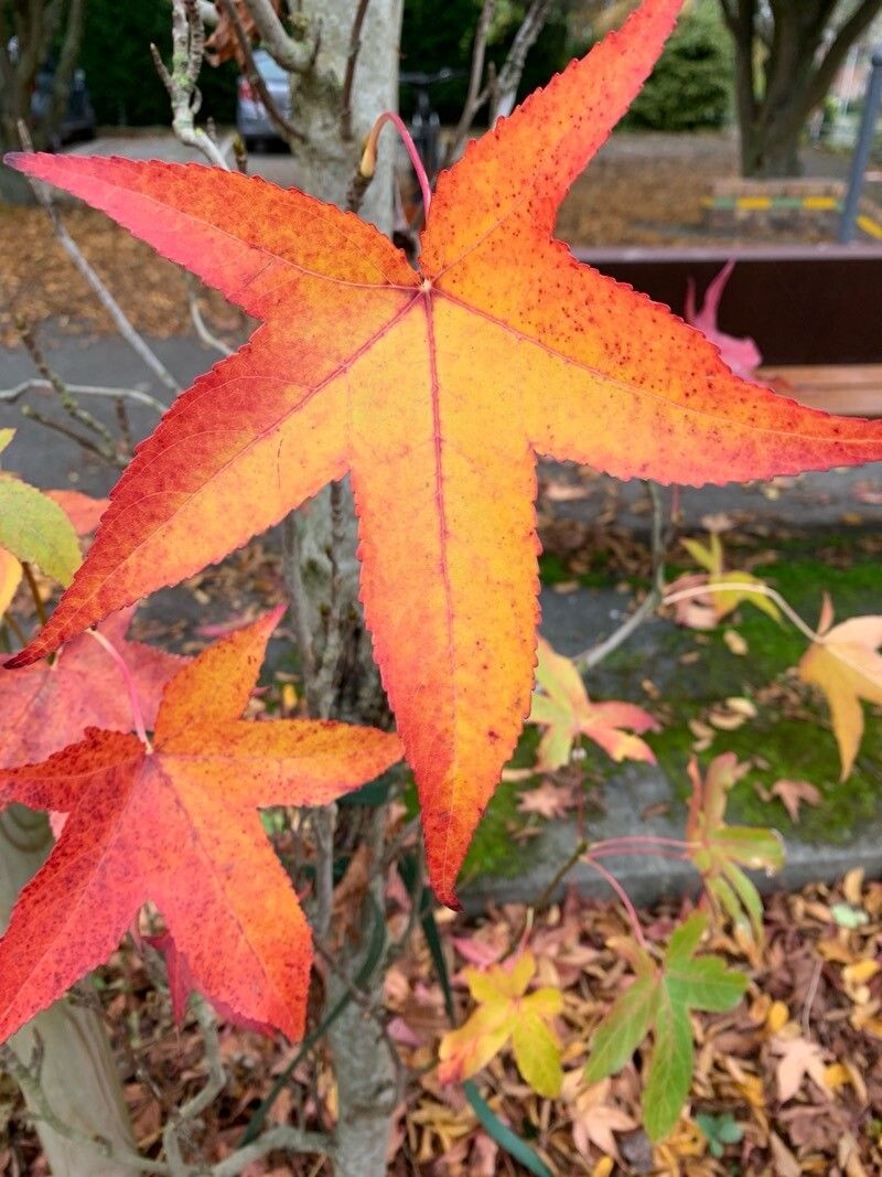 Liquidambar chingii