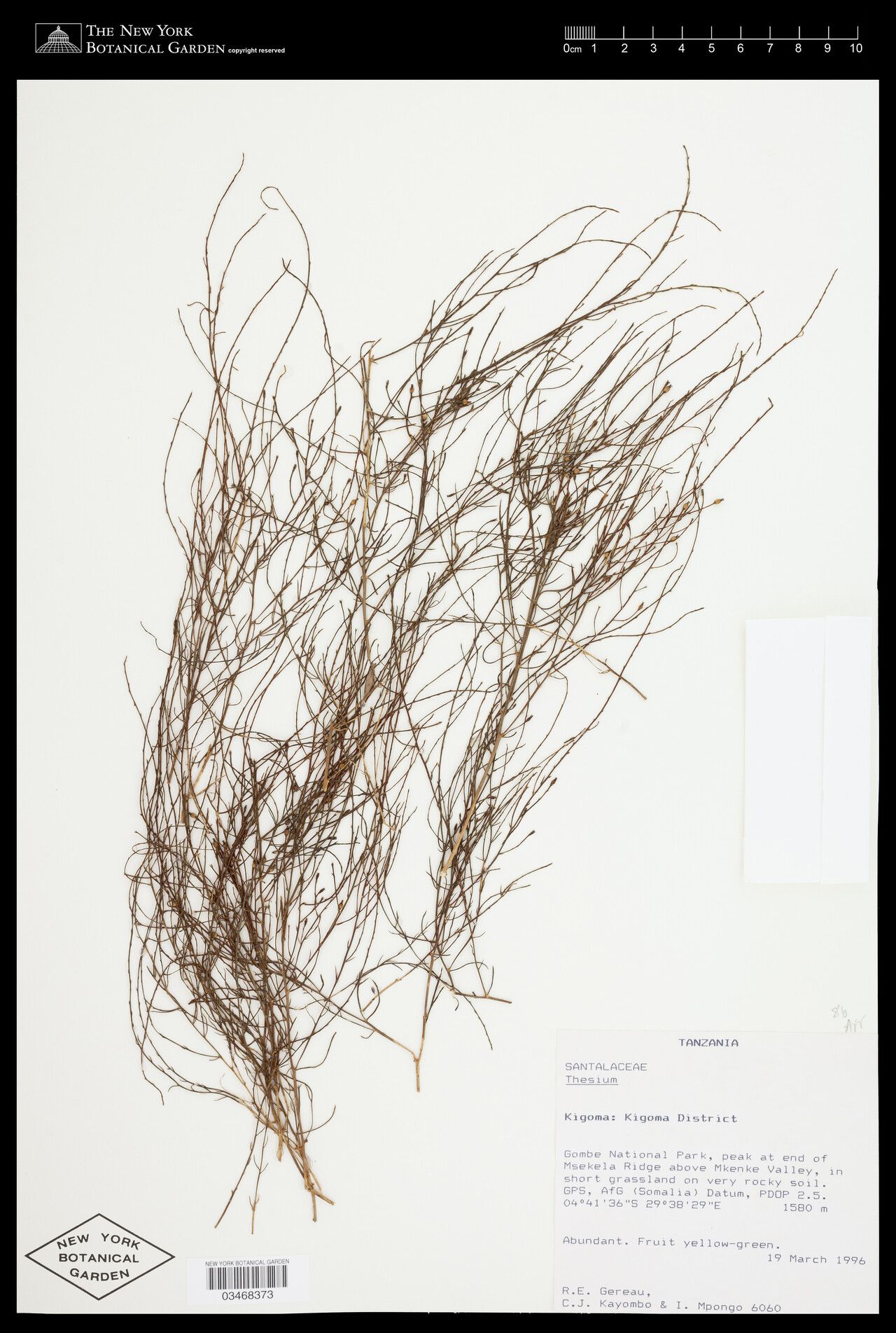 Thesium doloense — houseplant care guide