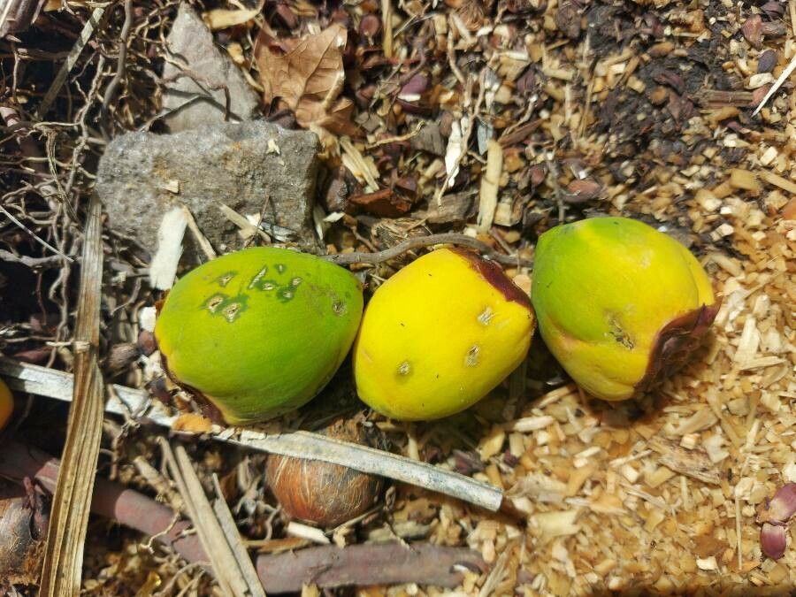 Jubaea chilensis fruit