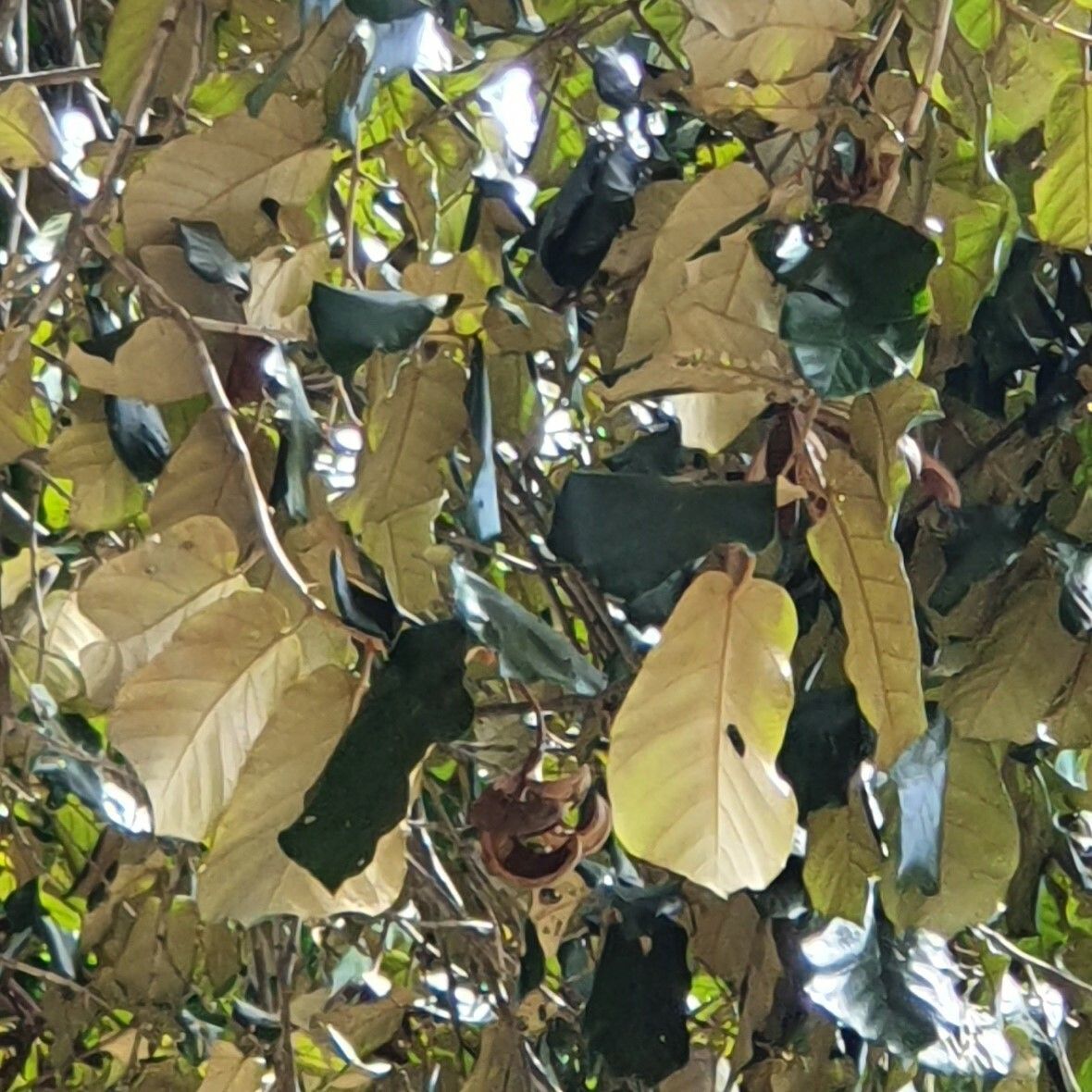 Pterospermum diversifolium — related species from the same genus