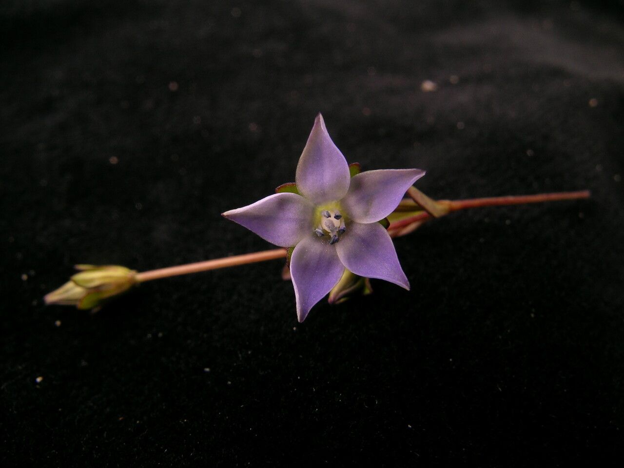 Lomatogonium chumbicum flower
