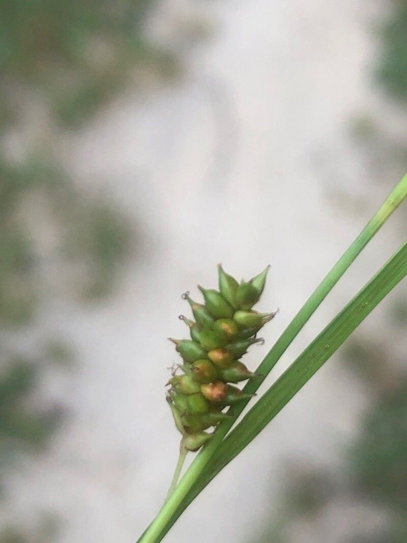 Carex punctata fruit