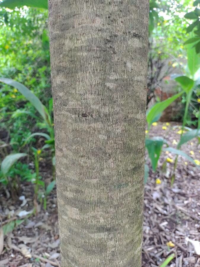 Cordia glazioviana bark