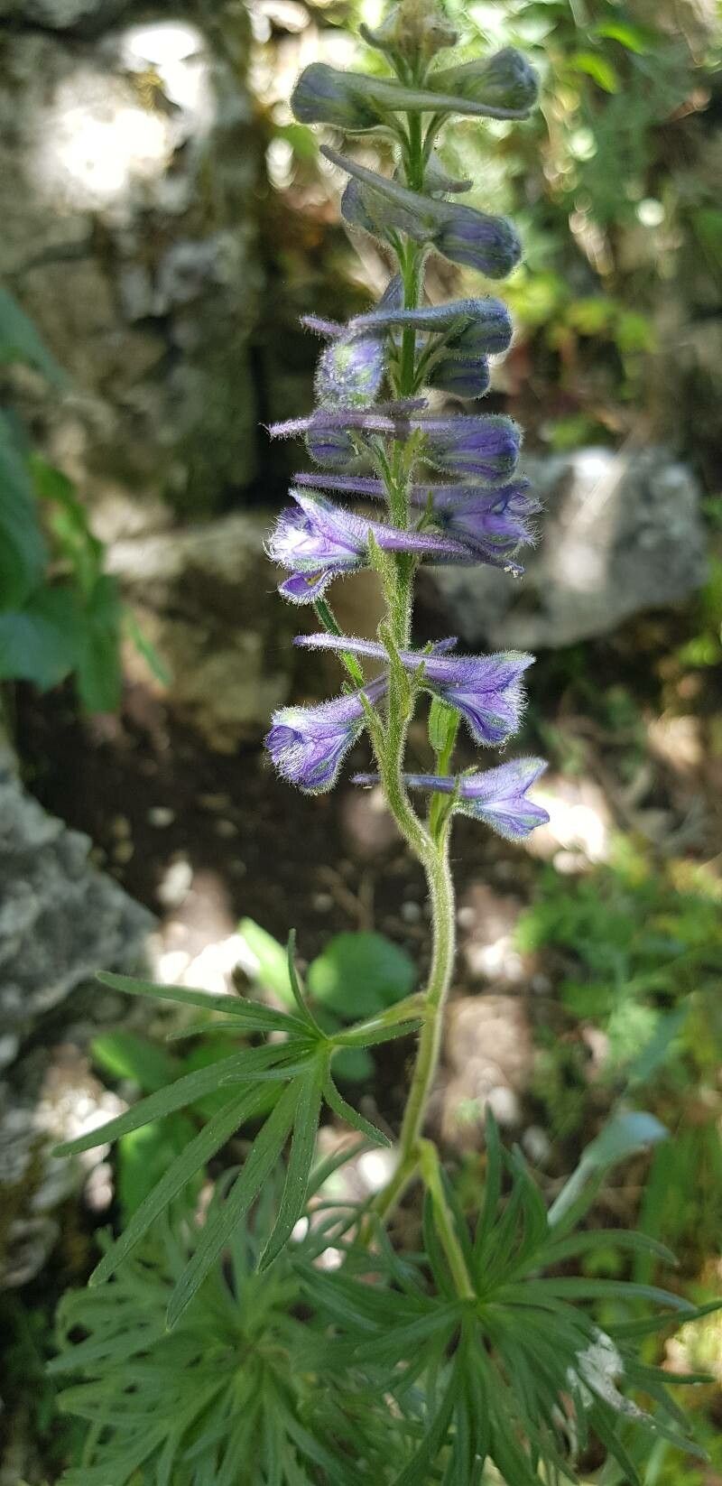 Delphinium fissum flower