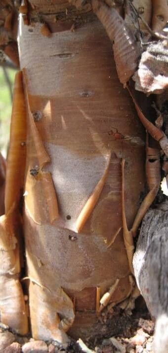 Othonna furcata bark