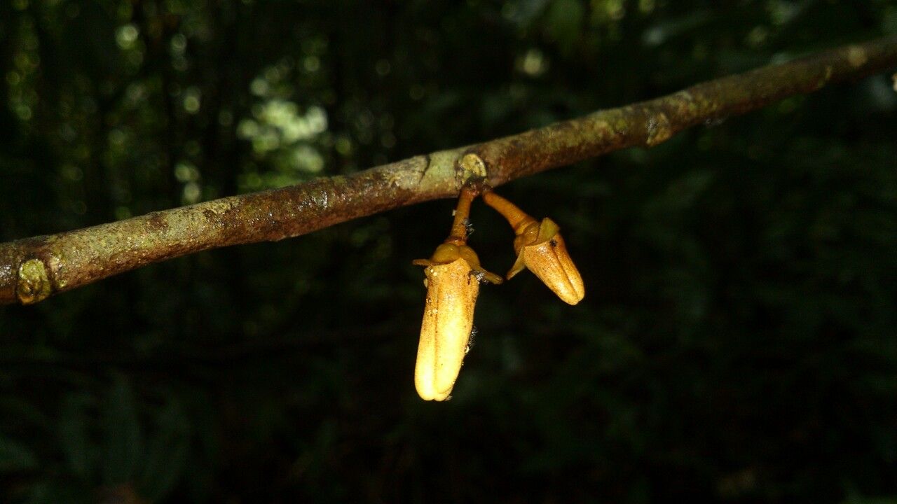 Anaxagorea crassipetala flower