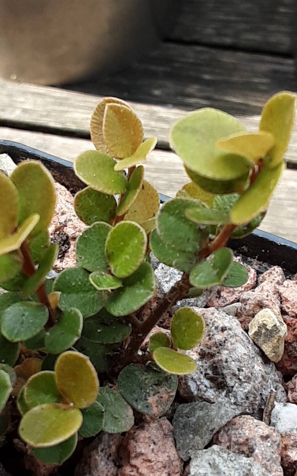 Myrsine nummularia — houseplant care guide