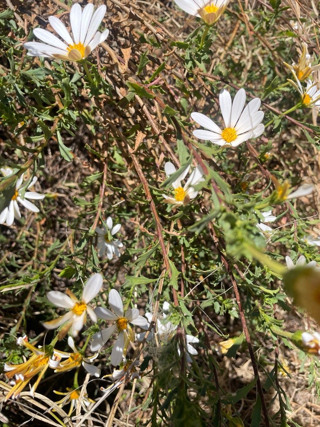 Dimorphotheca cuneata habit