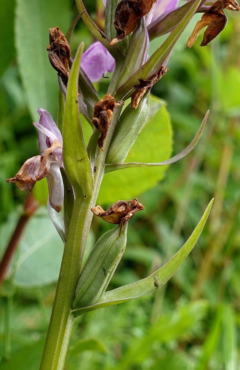 Dactylorhiza praetermissa fruit