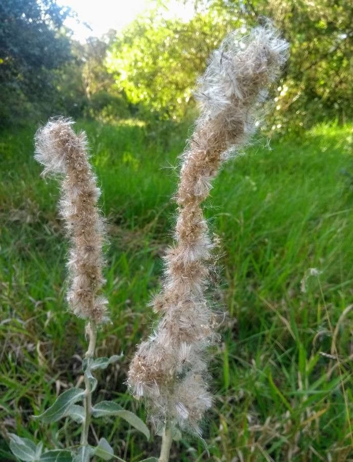 Pterocaulon alopecuroides flower
