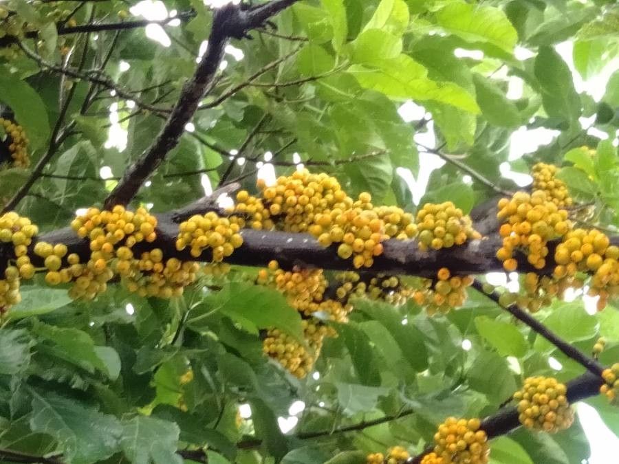 Ficus heteropoda fruit