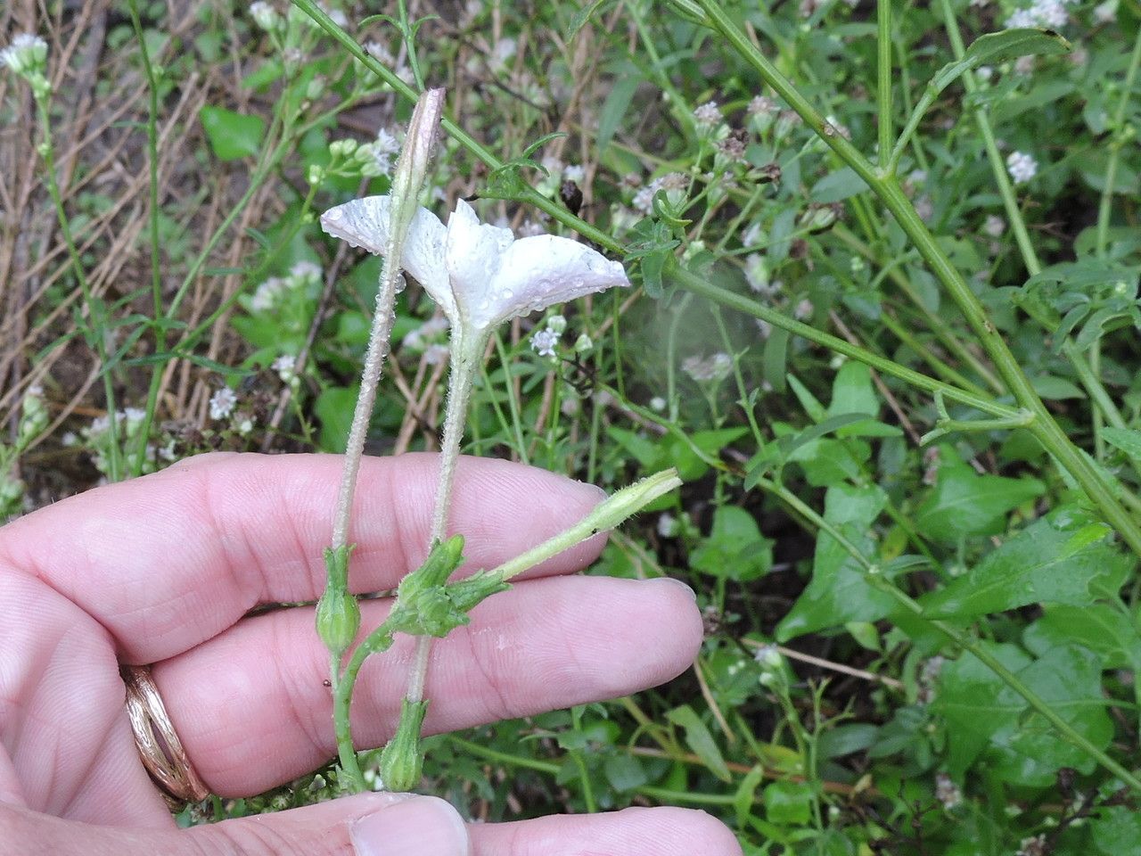 Nicotiana repanda — search result for 'Nicotiana'