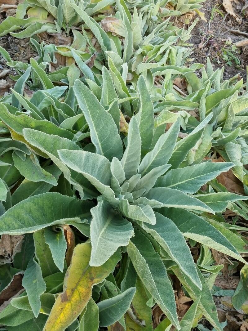 Verbascum litigiosum leaf