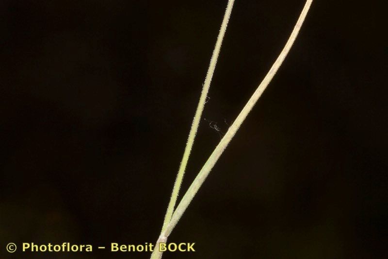 Avellinia festucoides other