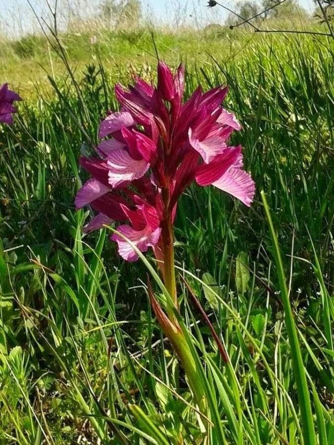 Anacamptis papilionacea flower