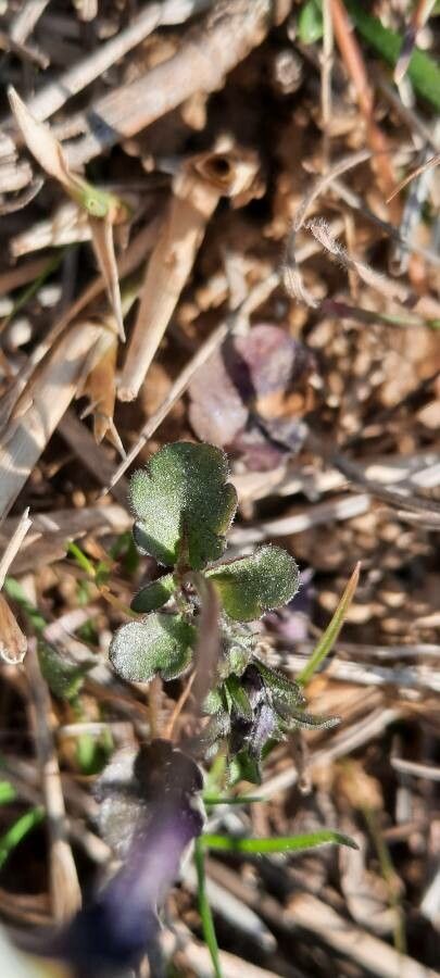 Viola hymettia — search result for 'Viola'