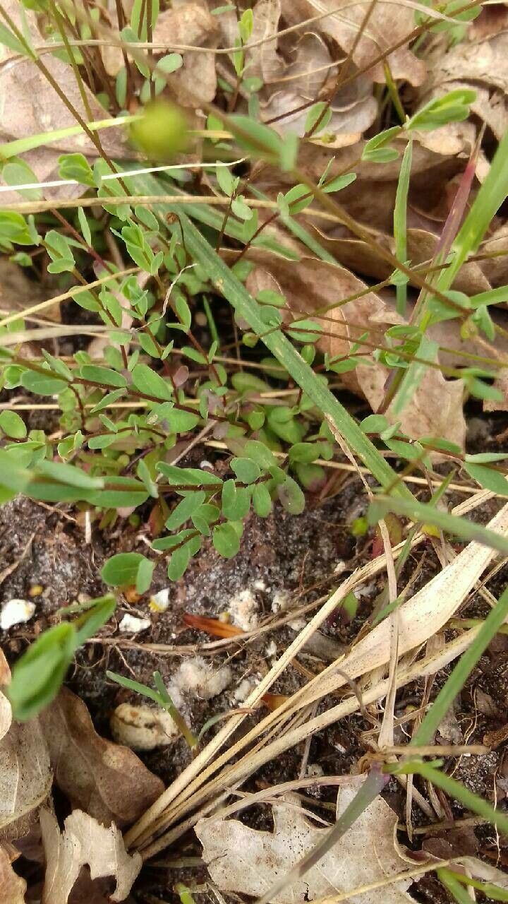 Linum catharticum leaf