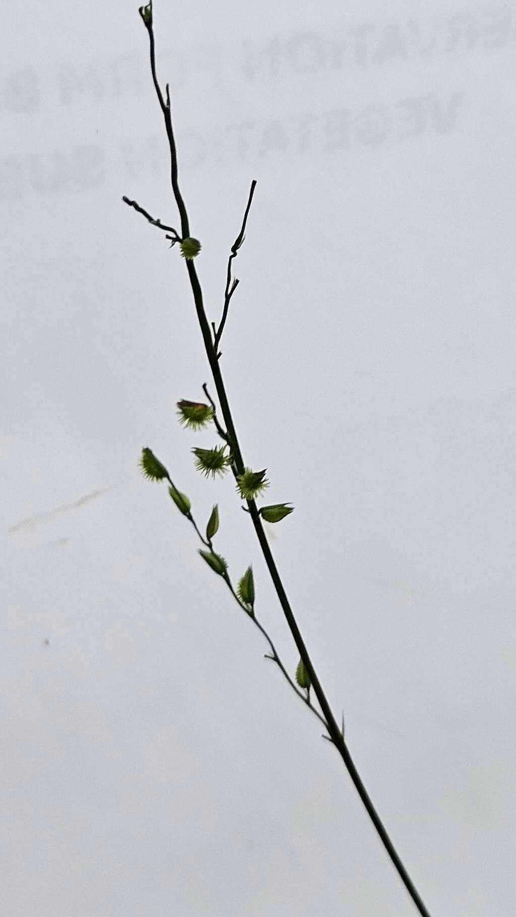 Pseudechinolaena polystachya flower