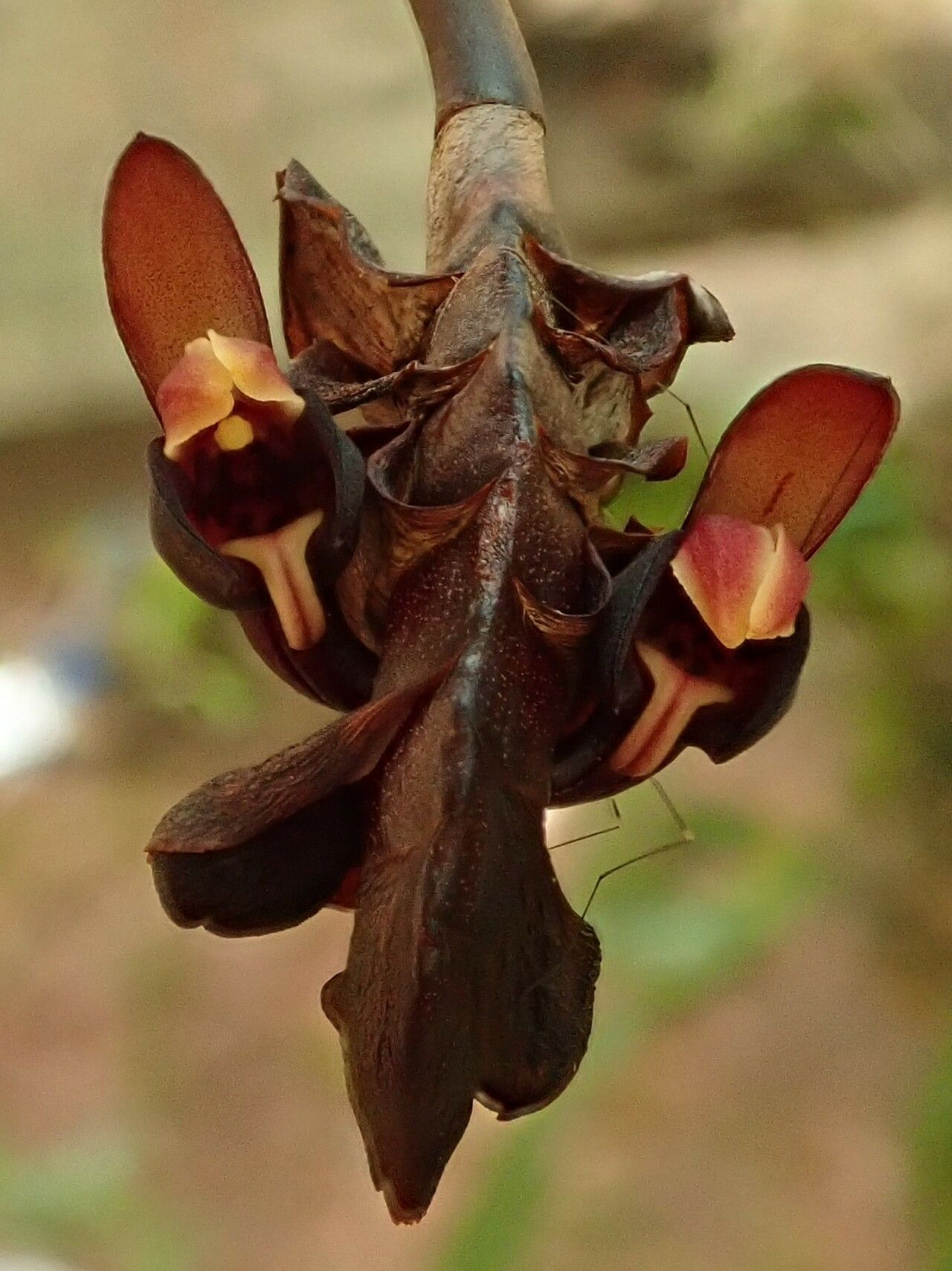 Bulbophyllum magnibracteatum — houseplant care guide