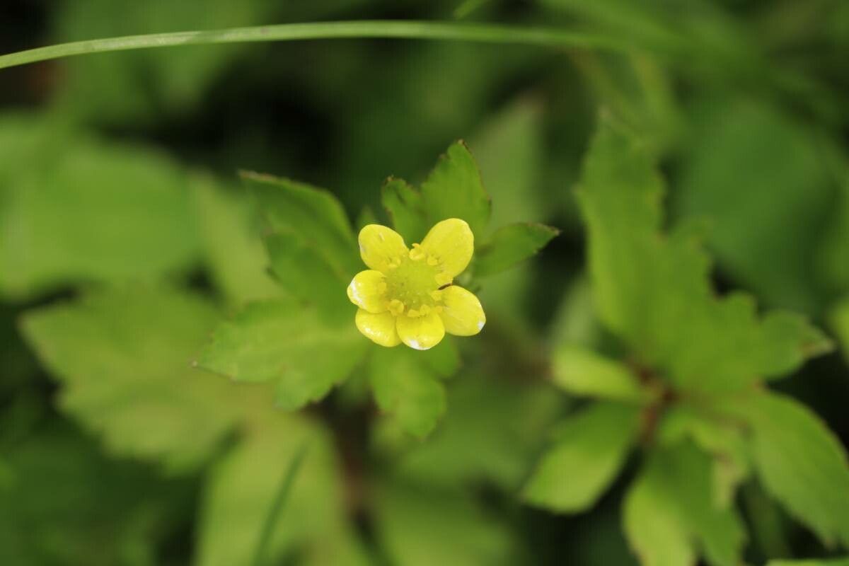 Ranunculus cantoniensis — houseplant care guide
