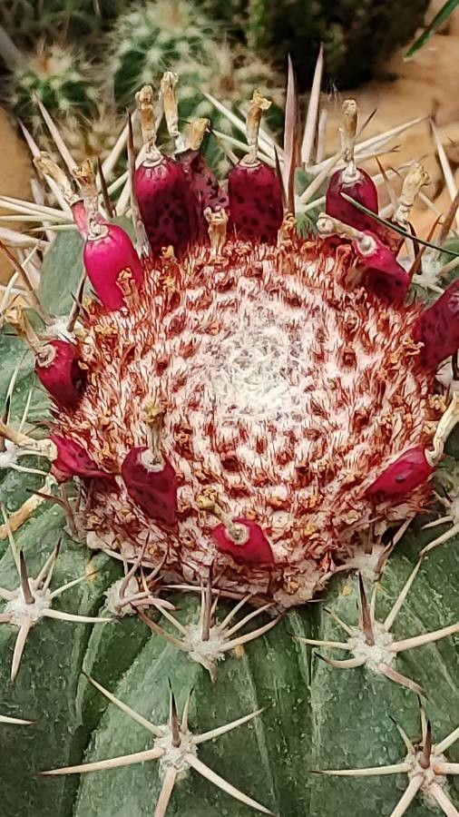 Melocactus matanzanus flower