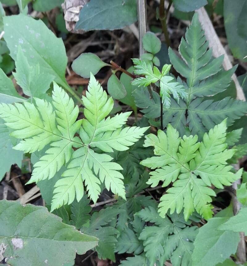 Hemionitis concolor habit