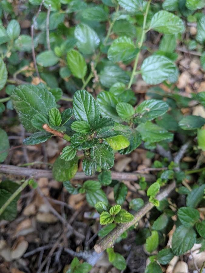 Ceanothus oliganthus — search result for 'Ceanothus'