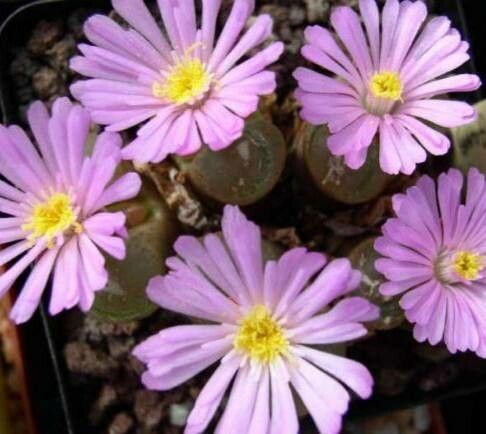 Conophytum longum — houseplant care guide