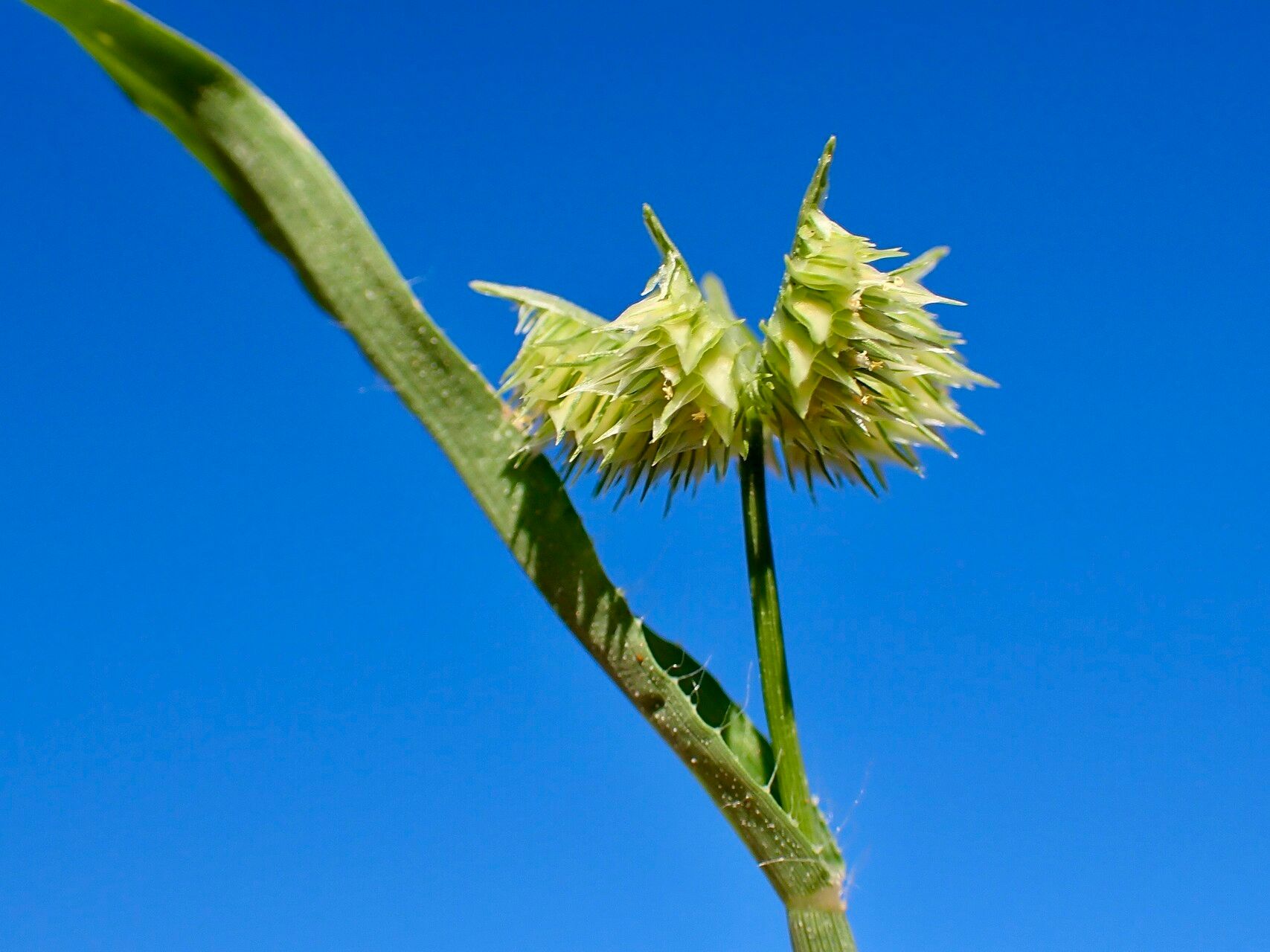 Dactyloctenium radulans fruit