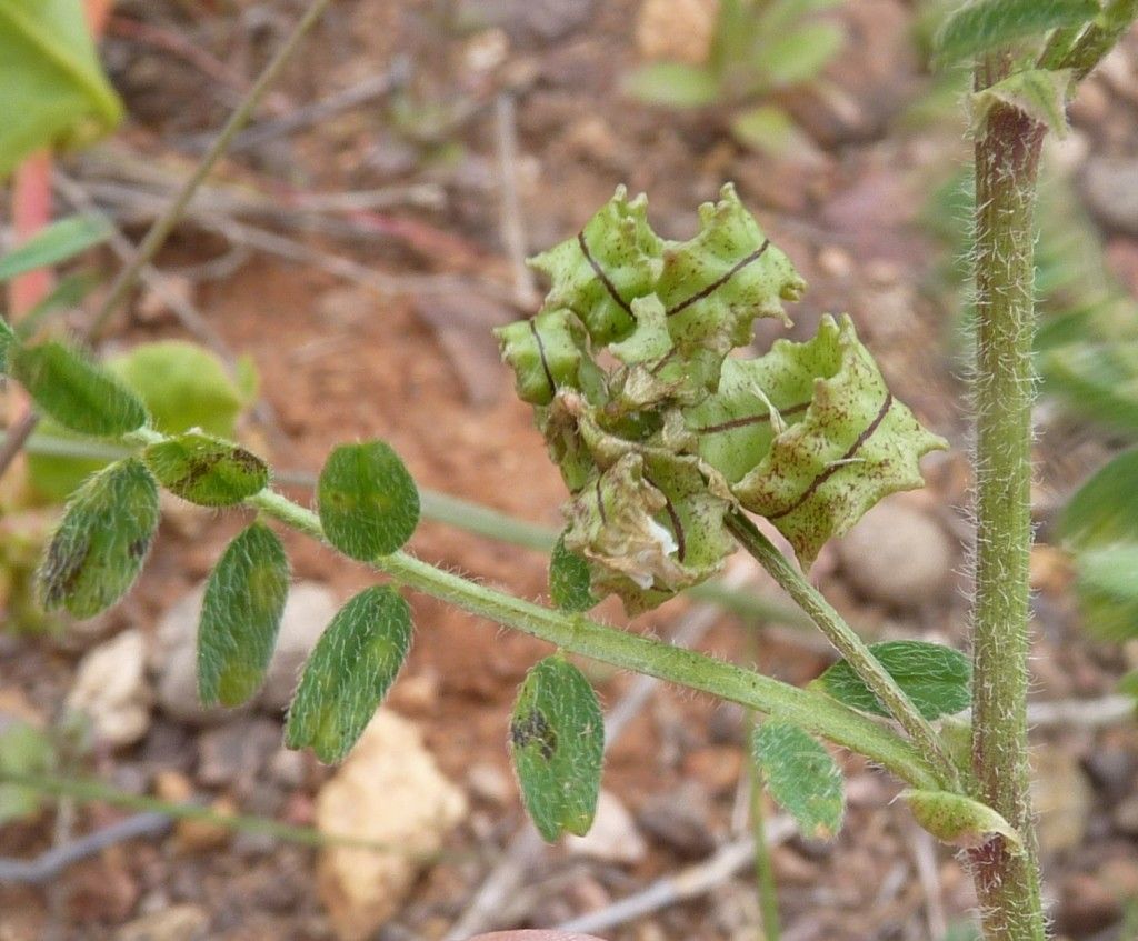 Biserrula pelecinus fruit
