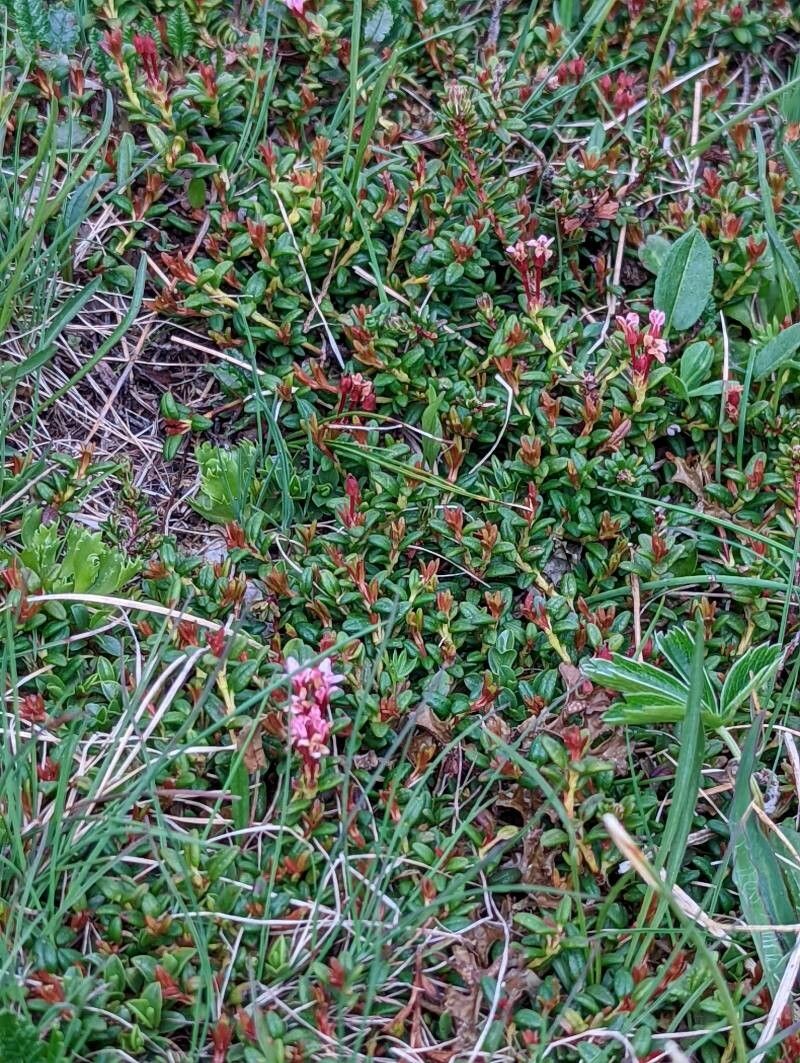 Loiseleuria procumbens — search result for 'Kalmia'