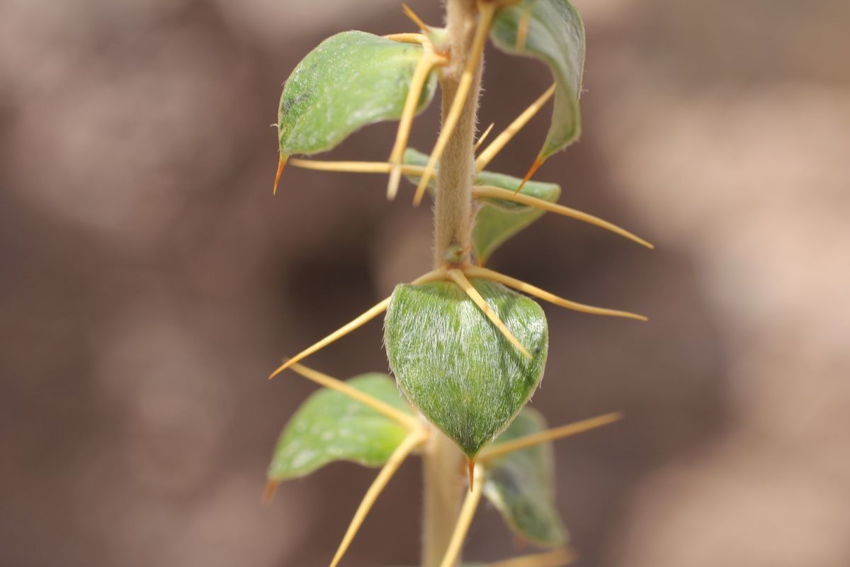 Chuquiraga spinosa leaf