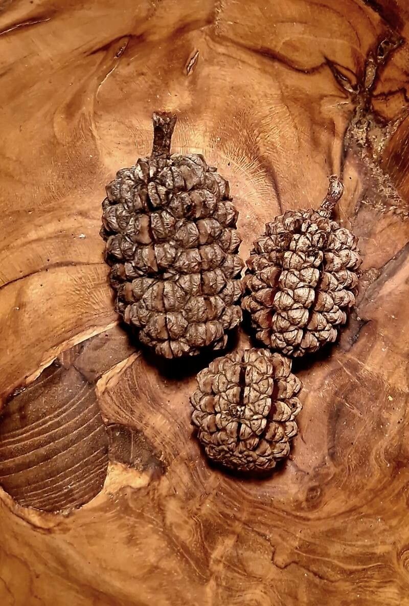 Allocasuarina decaisneana fruit