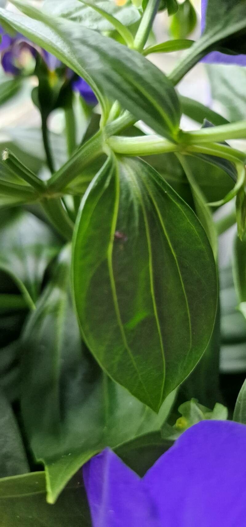 Exacum trinervium leaf