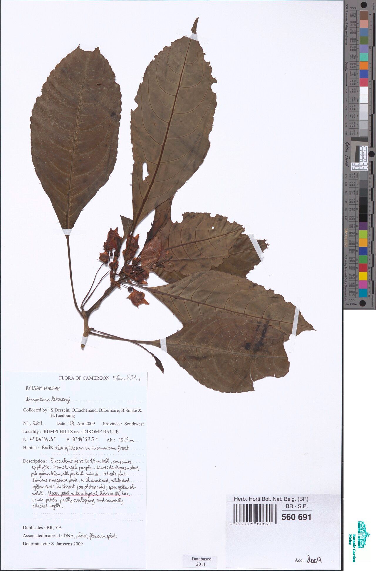 Impatiens letouzeyi — houseplant care guide