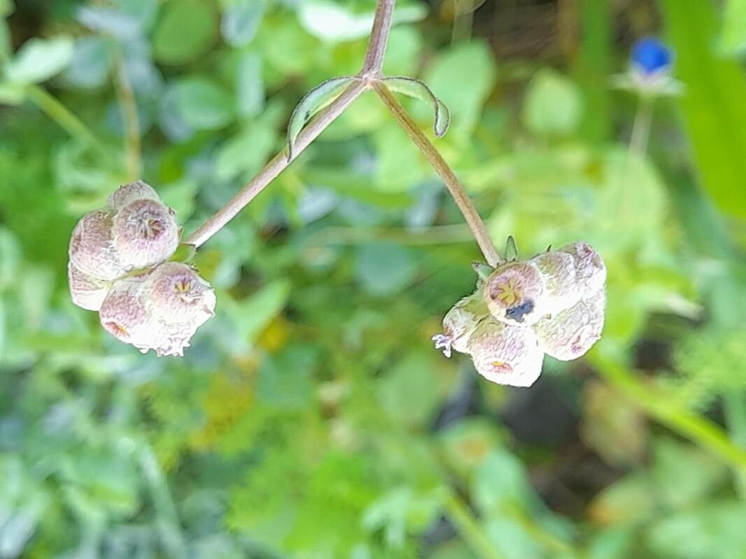 Valeriana vesicaria fruit