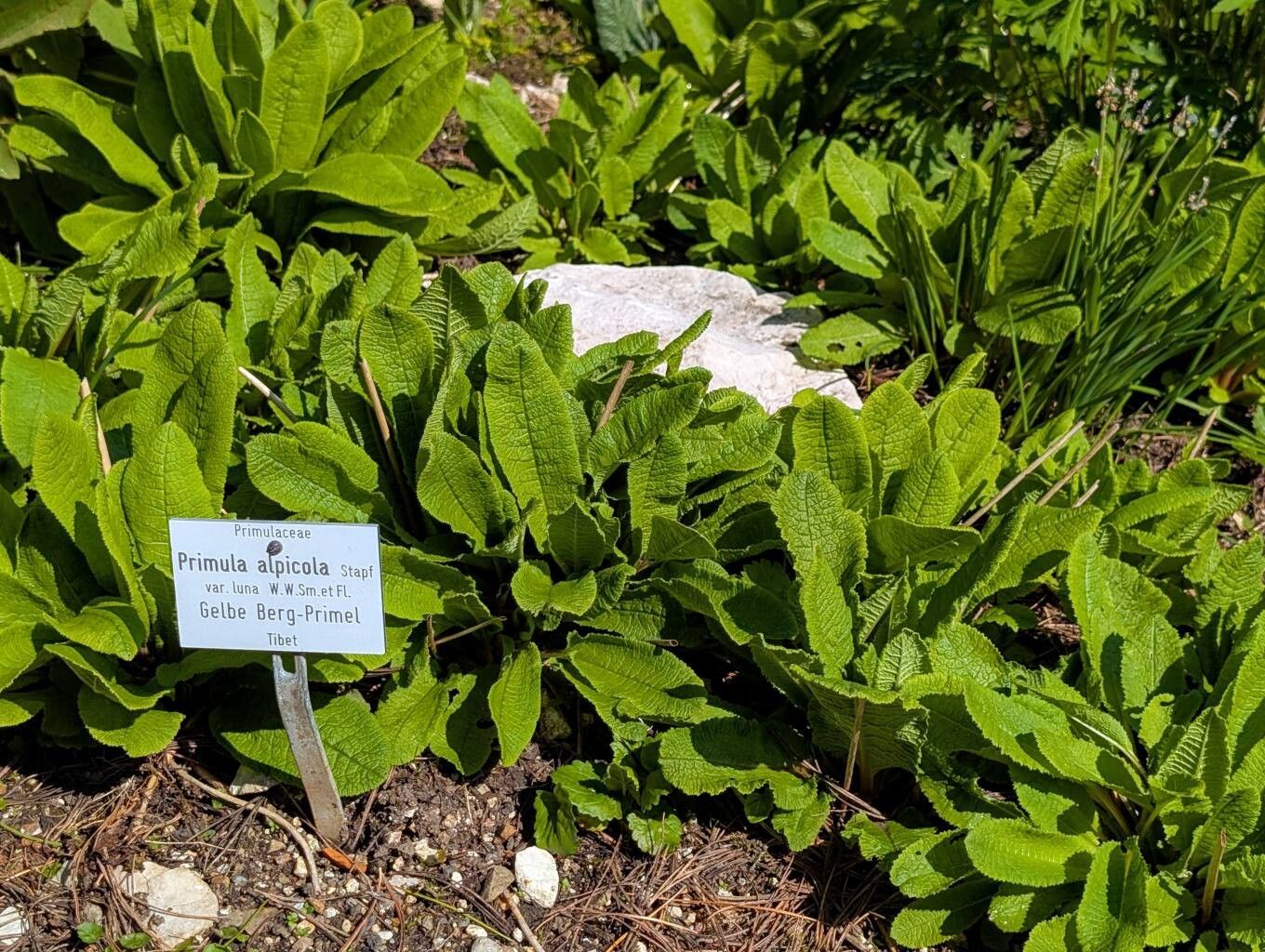 Primula alpicola habit