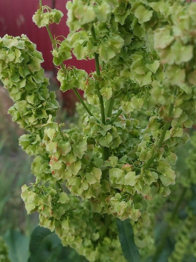 Rumex confertus flower