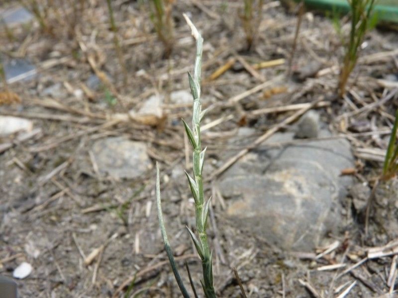 Hainardia cylindrica — search result for 'Mediterranean Basin'