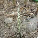 Hainardia cylindrica