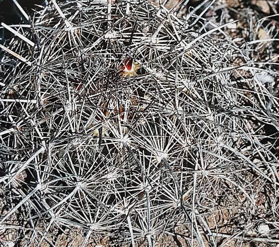 Coryphantha pseudonickelsiae leaf