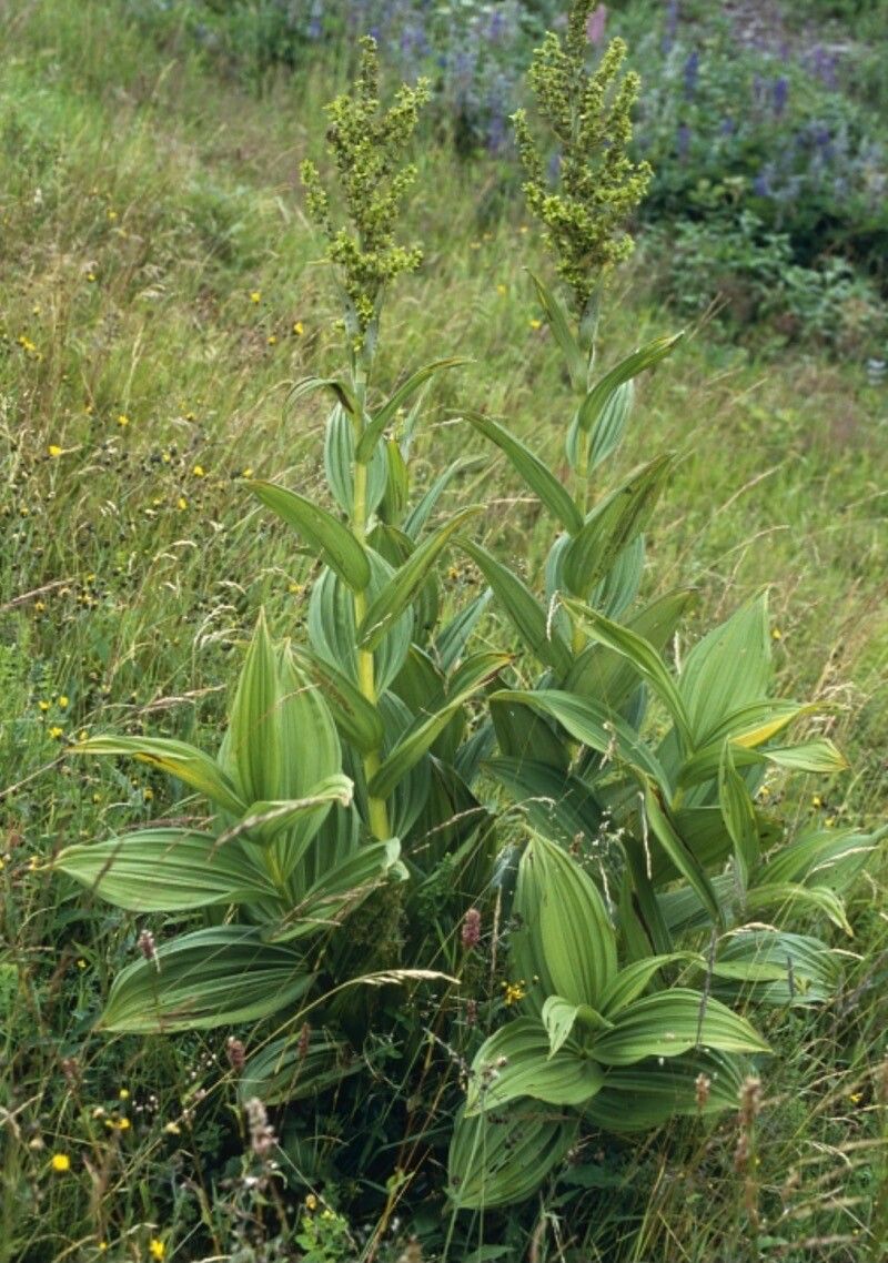 Veratrum lobelianum — search result for 'Melanthiaceae'